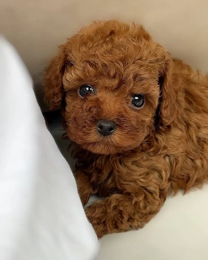 Maltipoo kölykök 