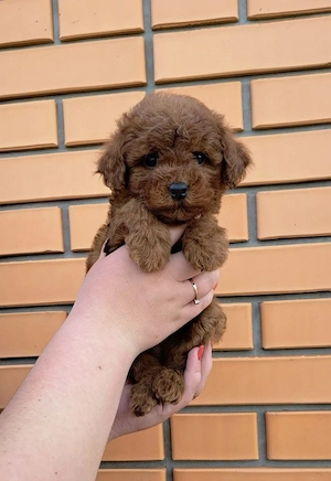 Maltipoo kölykök  - kép 5