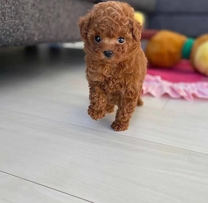 Maltipoo kölykök  - kép 2