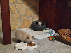 Ragdoll macskák eladók - kép 4