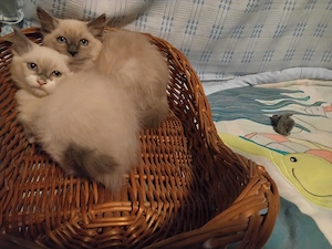 Ragdoll macskák eladók - kép 2
