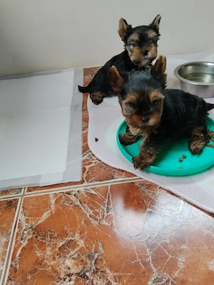 Yorkshire terrier kiskutyák - kép 2