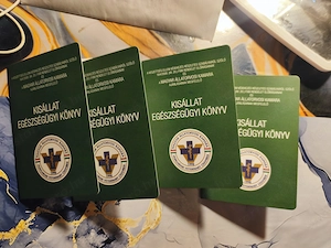 Eladó három fiú törpe tacsi és egy kanichen kislány  - kép 9