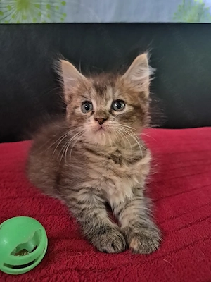 Maine coon Brit keverék kislányok - kép 6