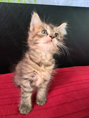 Maine coon Brit keverék kislányok - kép 8
