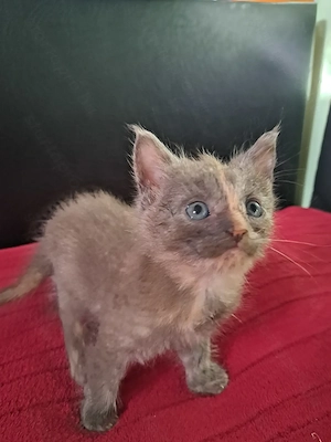 Maine coon Brit keverék kislányok - kép 4