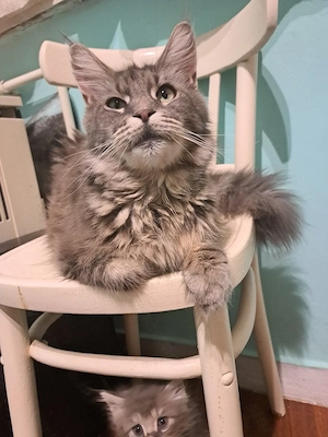 Maine coon Brit keverék kislányok - kép 9