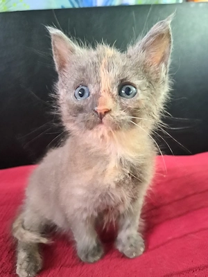 Maine coon Brit keverék kislányok - kép 3