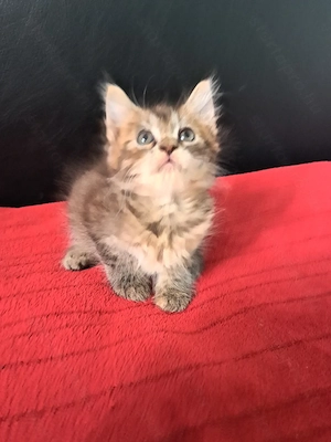 Maine coon Brit keverék kislányok - kép 7