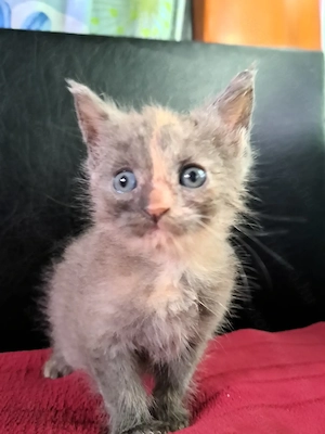 Maine coon Brit keverék kislányok - kép 2
