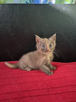 Maine coon Brit keverék kislányok - kép 5