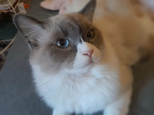 Eladó Ragdoll kandúr - kép 2
