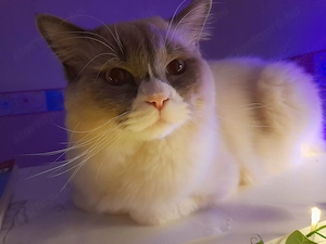 Eladó Ragdoll kandúr - kép 3
