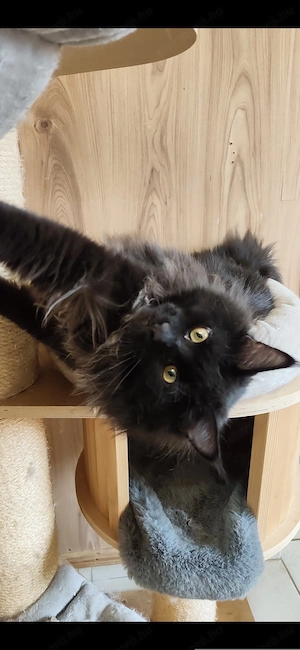Maine coon növendék kandúr - kép 2