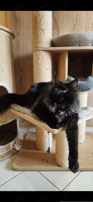 Maine coon növendék kandúr - kép 5