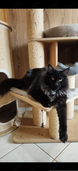 Maine coon növendék kandúr - kép 4