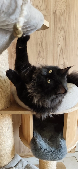 Maine coon növendék kandúr - kép 3
