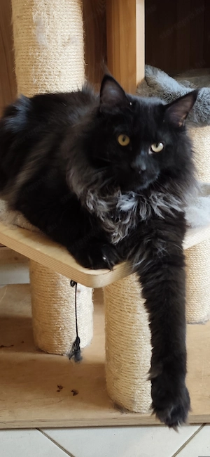 Maine coon növendék kandúr - kép 6