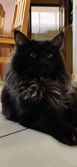 Maine coon növendék kandúr - kép 8