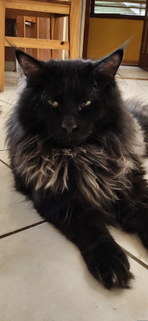 Maine coon növendék kandúr - kép 7
