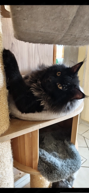 Maine coon növendék kandúr - kép 9