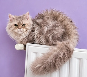 Göndör szőrű Selkirk Rex Longhair kislány cica eladó. - kép 4