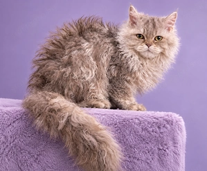 Göndör szőrű Selkirk Rex Longhair kislány cica eladó. - kép 2
