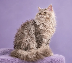 Göndör szőrű Selkirk Rex Longhair kislány cica eladó. - kép 3