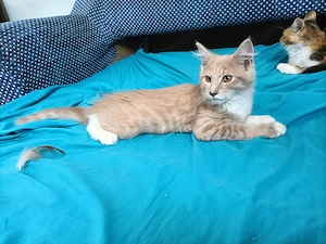 Maine coon 