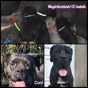 Cane corso fekete kan kiskutya - kép 3