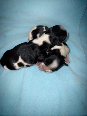 Biewer Yorkshire terrier kiskutyák  - kép 3