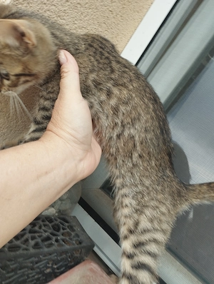 Beng li kever k cicusok - kép 4