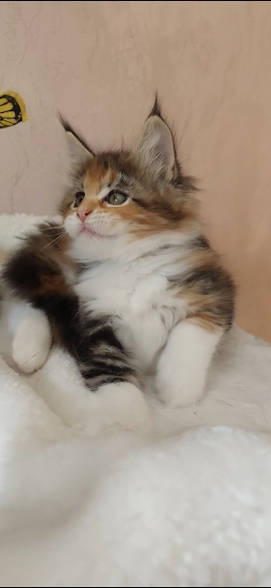 Maine coon kislány  - kép 2