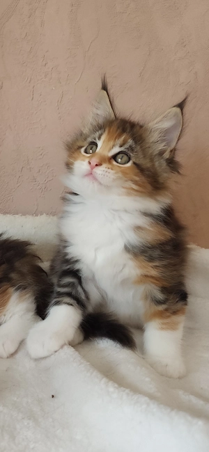Maine coon kislány  - kép 4