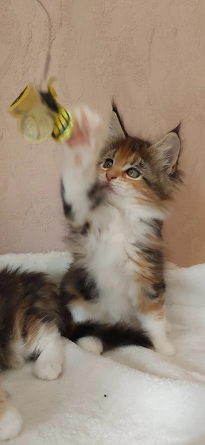 Maine coon kislány  - kép 3
