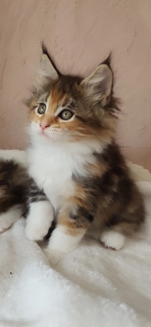 Maine coon kislány  - kép 5