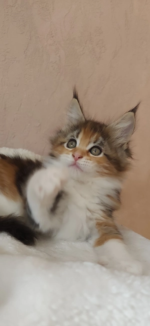 Maine coon kislány  - kép 7