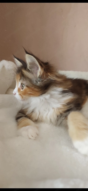 Maine coon kislány  - kép 8