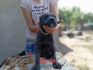 Cane Corso kölyök otthon keresnek  - kép 4