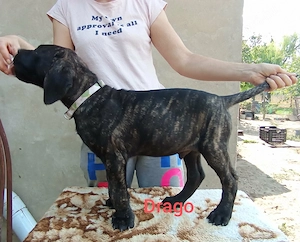 Cane Corso kölyök otthon keresnek  - kép 3