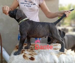Cane Corso kölyök otthon keresnek  - kép 8