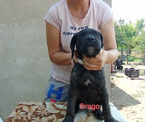Cane Corso kölyök otthon keresnek  - kép 7