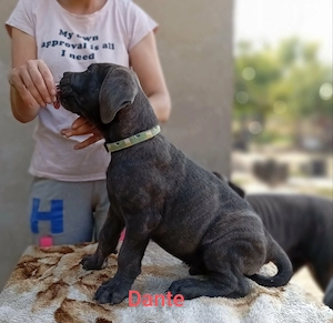 Cane Corso kölyök otthon keresnek  - kép 2