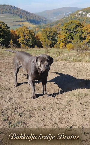 Cane Corso kölyök otthon keresnek  - kép 6