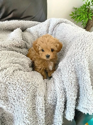Maltipoo babák minik - kép 4