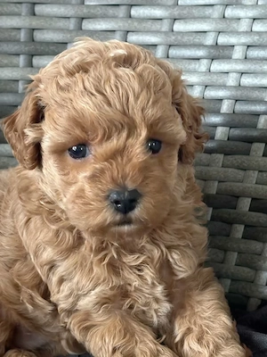 Maltipoo babák minik - kép 3