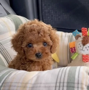 Maltipoo babák minik - kép 2
