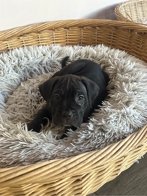 Cane corso kolykok - kép 2