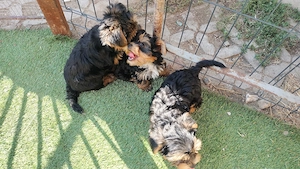 Yorki fiúk babák  - kép 5