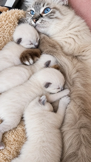 Foglalható Ragdoll kiscicák  - kép 2
